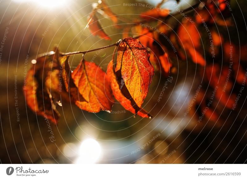 900th!!! Bright leaves with bokeh Hiking Environment Nature Water Sunlight Autumn Beautiful weather Leaf Foliage plant Twigs and branches leaf branch Lakeside