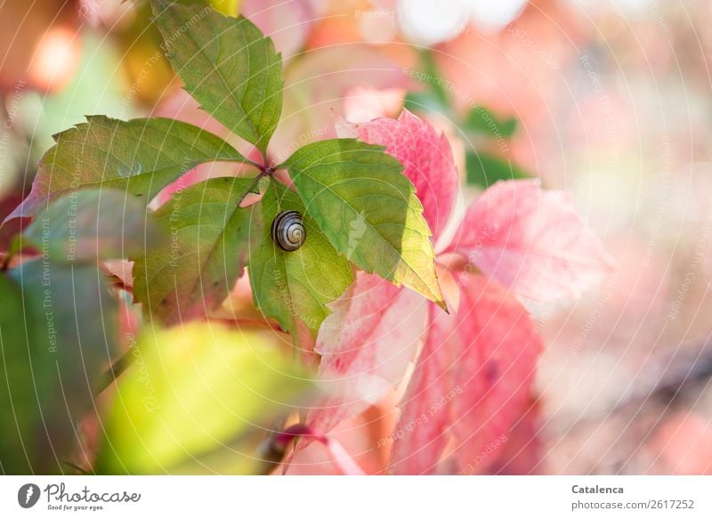 Schnirkel snail on a wild vine leaf Plant Animal Autumn Leaf Wild vine Garden Forest Crumpet 1 Snail shell Hang pretty Small Brown Yellow Green Orange Pink Calm