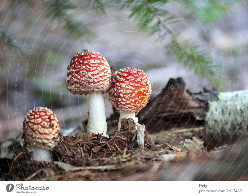 three toadstools grow side by side on the forest floor under fir branches Environment Nature Plant Autumn Amanita mushroom Tree trunk forest soils Twig Forest