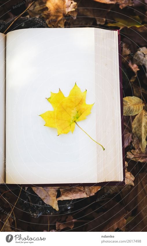 yellow maple leaf Lifestyle Book Nature Autumn Tree Leaf Park Forest Paper Old Study Reading Retro Brown Yellow Gold Idea Idyll background vintage Literature