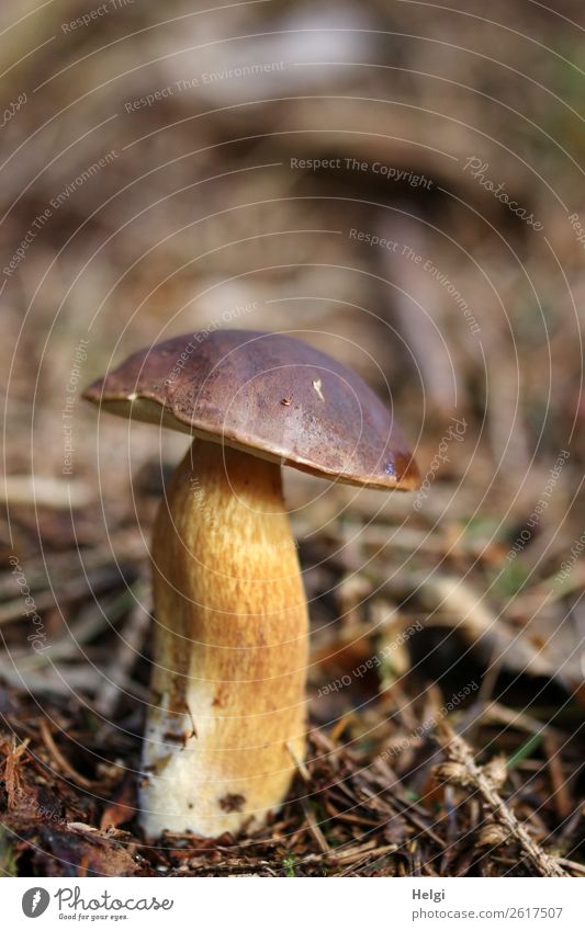 crooked chestnut bud on the forest floor Environment Nature Plant Autumn Beautiful weather Mushroom Cep forest soils Forest Stand Growth Authentic Uniqueness