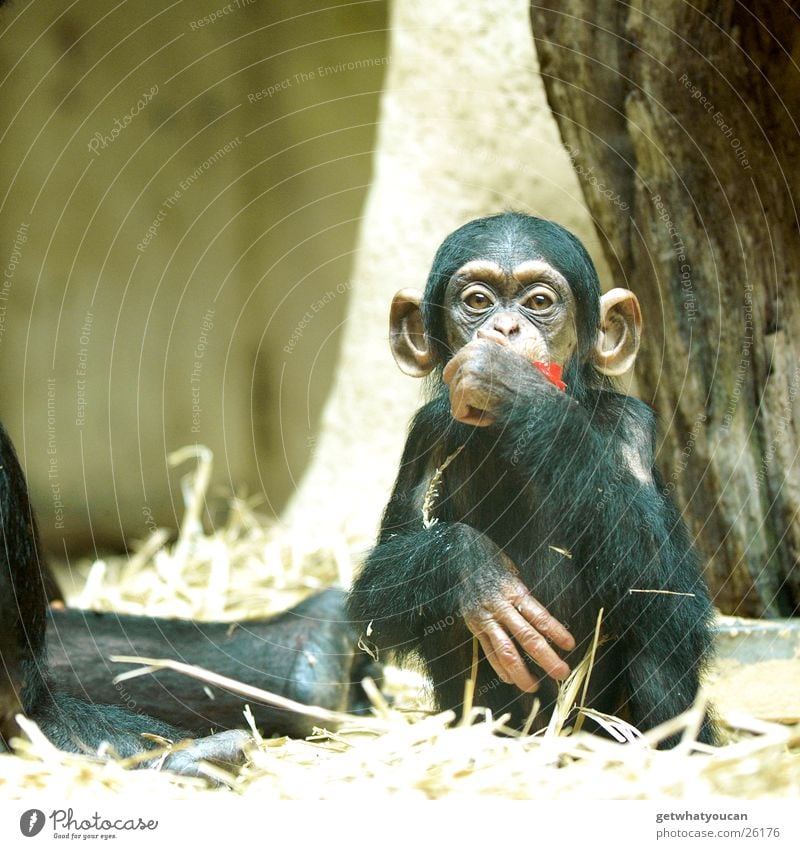 Ape Animal Monkeys Chimpanzee Captured Human being Nutrition Playing Straw Depth of field Glass Food Think Looking Eyes