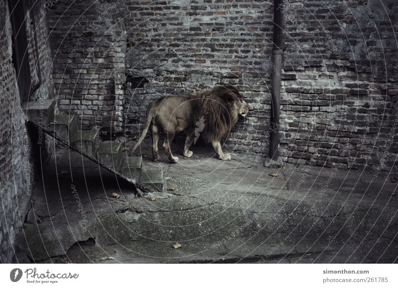 lonely lion Wild animal Pelt Zoo 1 Animal Claustrophobia Perturbed Adventure Fear Esthetic Elegant Hope Power Crisis Boredom Lion Subdued colour Exterior shot