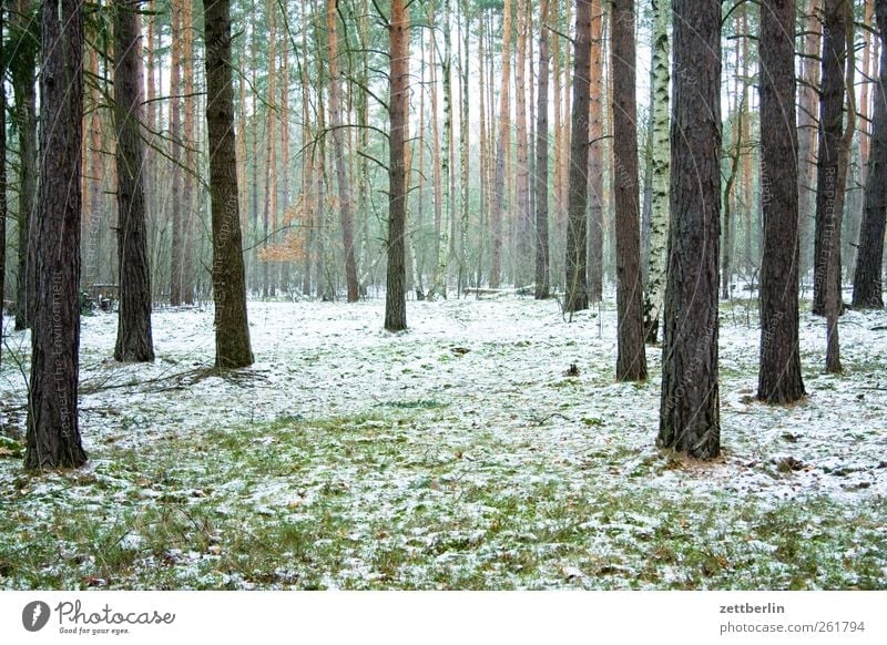 forest Environment Nature Landscape Plant Winter Climate Climate change Weather Ice Frost Snow Forest Emotions wallroth Pine Coniferous forest Tree trunk Fog