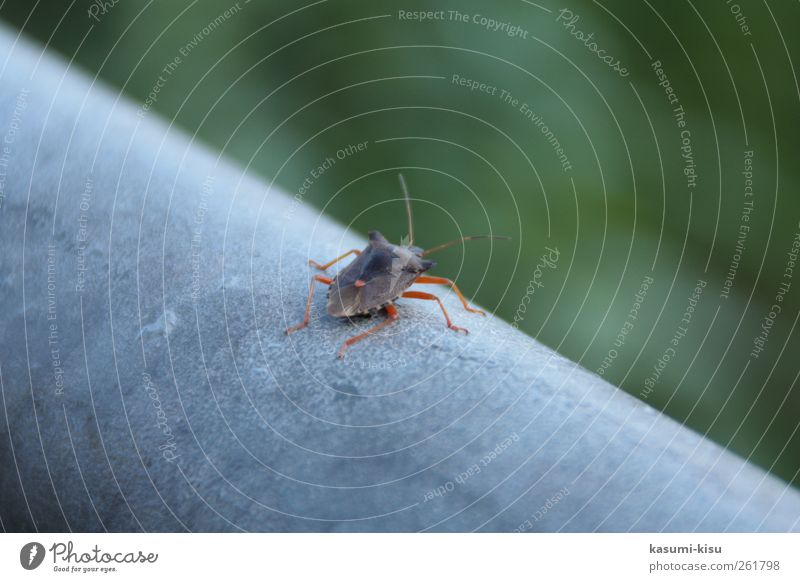 On the wall, on the lookout... Beetle Crawl Gray Green Life Environment Colour photo Close-up Day