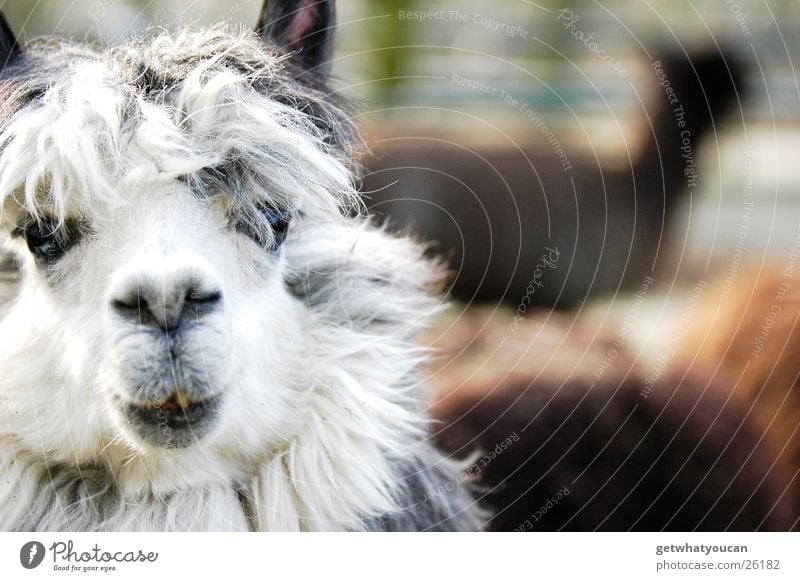The Beatles biggest fan Animal South America Enclosure Zoo Hair and hairstyles Wool Floor mat Stupid Cute Blur Captured Amazed Foreground Llama Eyes Mouth