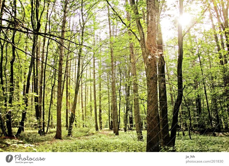 Forest with sunlight Science & Research Advancement Future Energy industry Renewable energy Solar Power Environment Nature Sunlight Spring Summer Tree Bushes