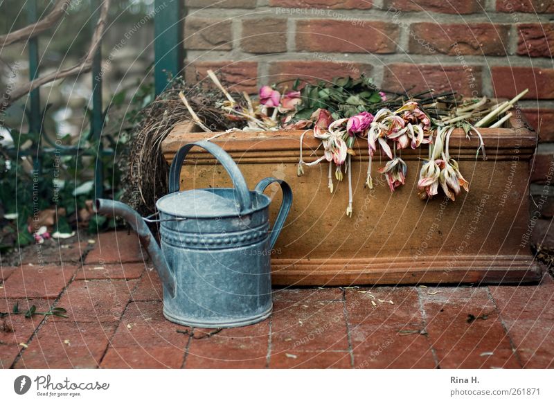 Flower cemetery Living or residing Winter Wall (barrier) Wall (building) Terrace Watering can Faded To dry up Authentic Multicoloured Emotions Calm Transience