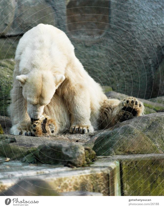 Delicious foot lick Animal Polar Bear Cold Pelt White Zoo Land-based carnivore Dangerous Paw Claw Lick Cleaning Dirty Crouch Cute Large Boredom Lifeless lame