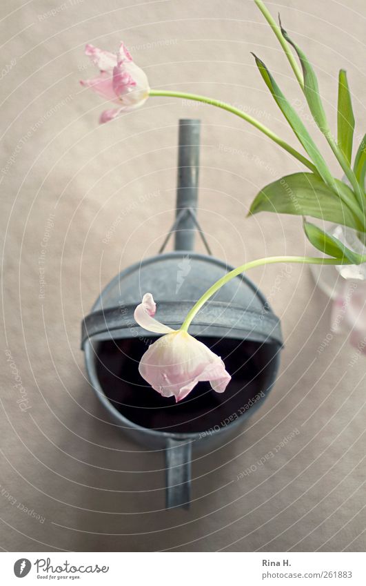 Flower Pleasure Lifestyle Spring Tulip Watering can Blossoming Hang Faded Esthetic Bright Pink Silver Joie de vivre (Vitality) Spring fever Joy Bouquet
