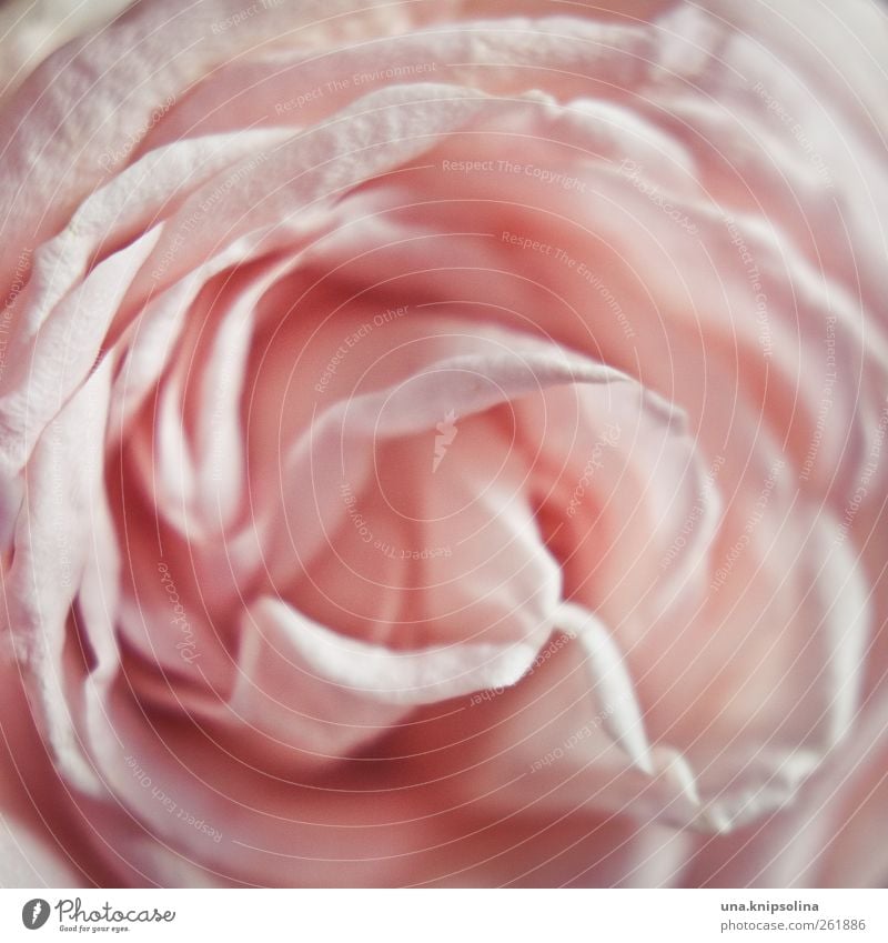 Delicate Nature Plant Rose Blossom Fragrance Soft Pink Elegant Love Colour photo Subdued colour Close-up Detail Macro (Extreme close-up) Structures and shapes