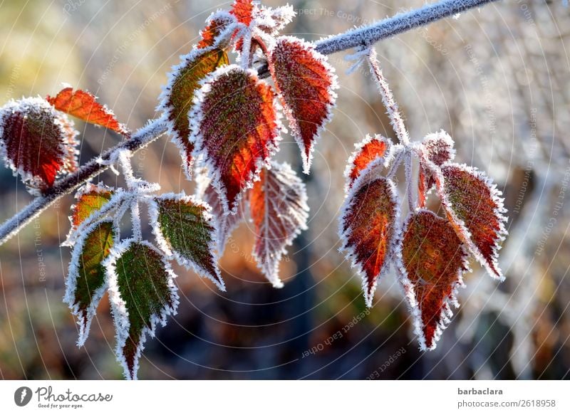 Change autumn leaves get a frost coat Nature Plant Autumn Winter Ice Frost Tree Bushes Leaf Garden Freeze Illuminate Cold Green Red White Moody Esthetic Colour