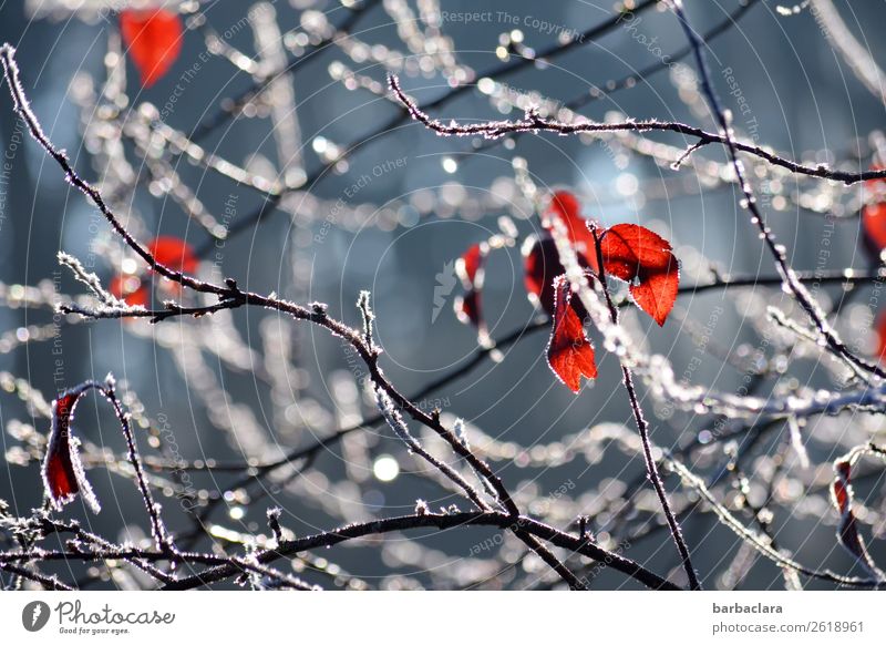 Autumn bids farewell Nature Plant Water Winter Climate Ice Frost Bushes Leaf Twigs and branches Park Network Drop Illuminate Blue Red White Moody Environment