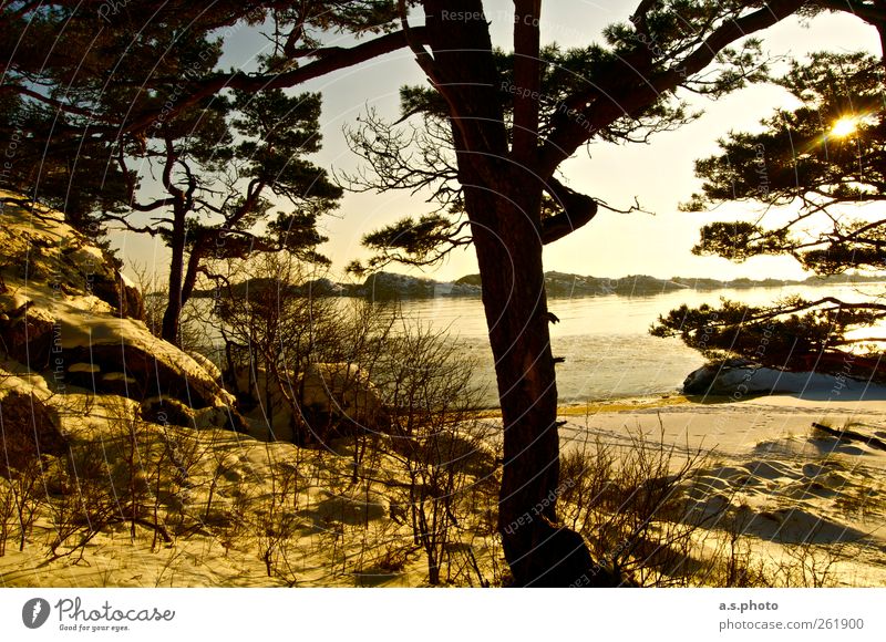 Sunday Nature Landscape Earth Tree Forest Beach mandal Norway Illuminate Brown Yellow Gold Moody Optimism Power Calm Loneliness Relaxation Horizon Life Pure