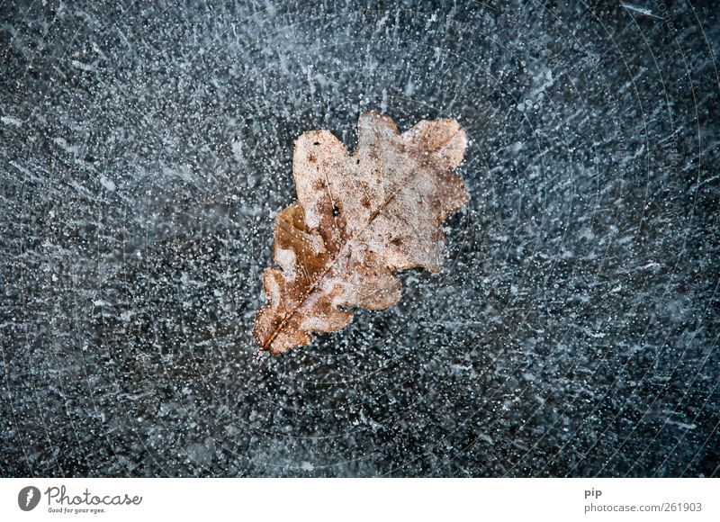 leaf ice Environment Nature Elements Winter Ice Frost Leaf Oak leaf Lake Brown Bizarre captured Air bubble Whimsical Enclosed Considerable Aggregate state