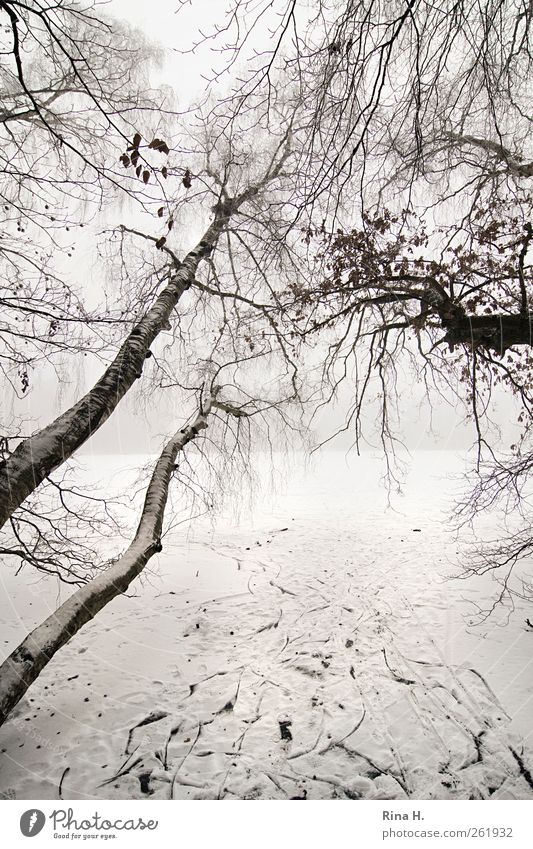 change of direction Winter Bad weather Fog Ice Frost Snow Tree Lakeside Growth Bright Tilt Birch tree Tracks Subdued colour Exterior shot Deserted