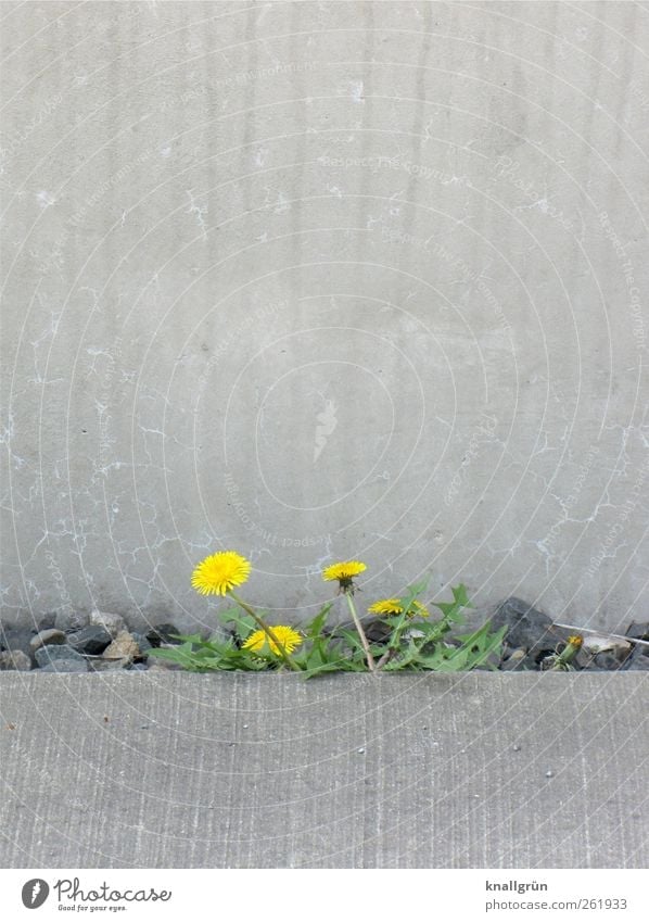 Life is colourful Environment Nature Plant Summer Wild plant Dandelion Wall (barrier) Wall (building) Blossoming Growth Town Yellow Gray Green Emotions Moody