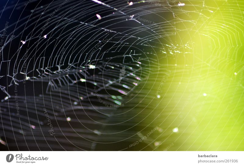 The spider and the fly Nature Animal Air Fly Spider Spider's web Illuminate Esthetic Green Black Pure Symmetry Environment Colour photo Subdued colour