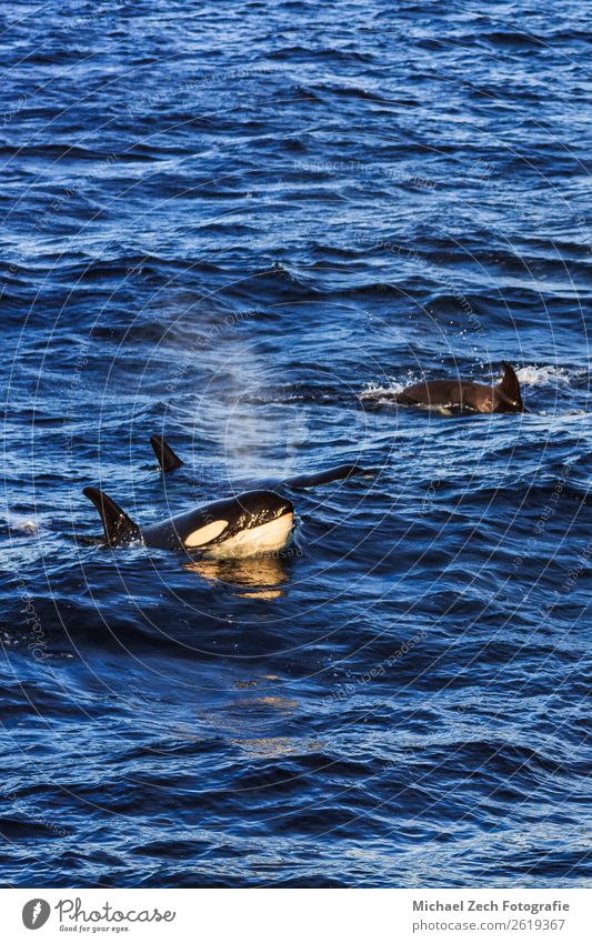 Orcas pilot whales taken at the atlantic near andenes Ocean Snow Mountain Pilot Nature Animal Fish Gray Andenes Atlantic Ocean Living thing dive Enormous fluke