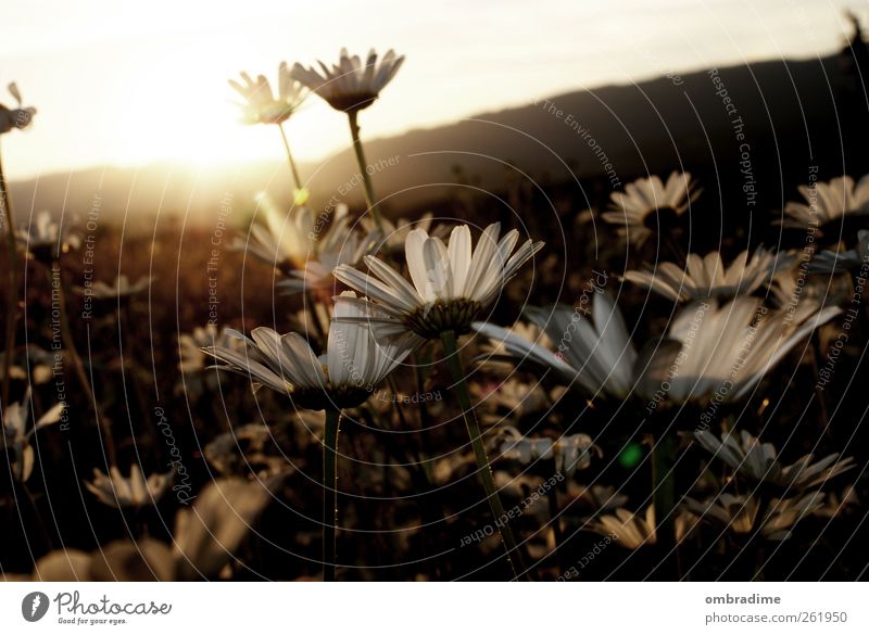 a little summer... Environment Nature Landscape Plant Sun Sunrise Sunset Sunlight Spring Summer Beautiful weather Grass Marguerite Meadow Field Green White