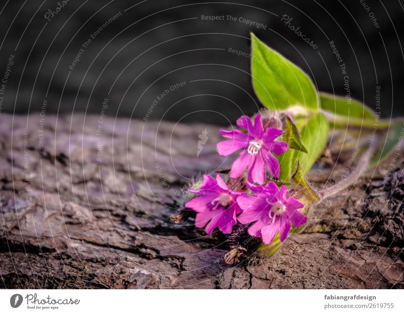 Pink & Green Nature Plant Spring Summer Flower Leaf Blossom Foliage plant Garden Park Meadow Forest Emotions Moody Joy Happy Happiness Contentment