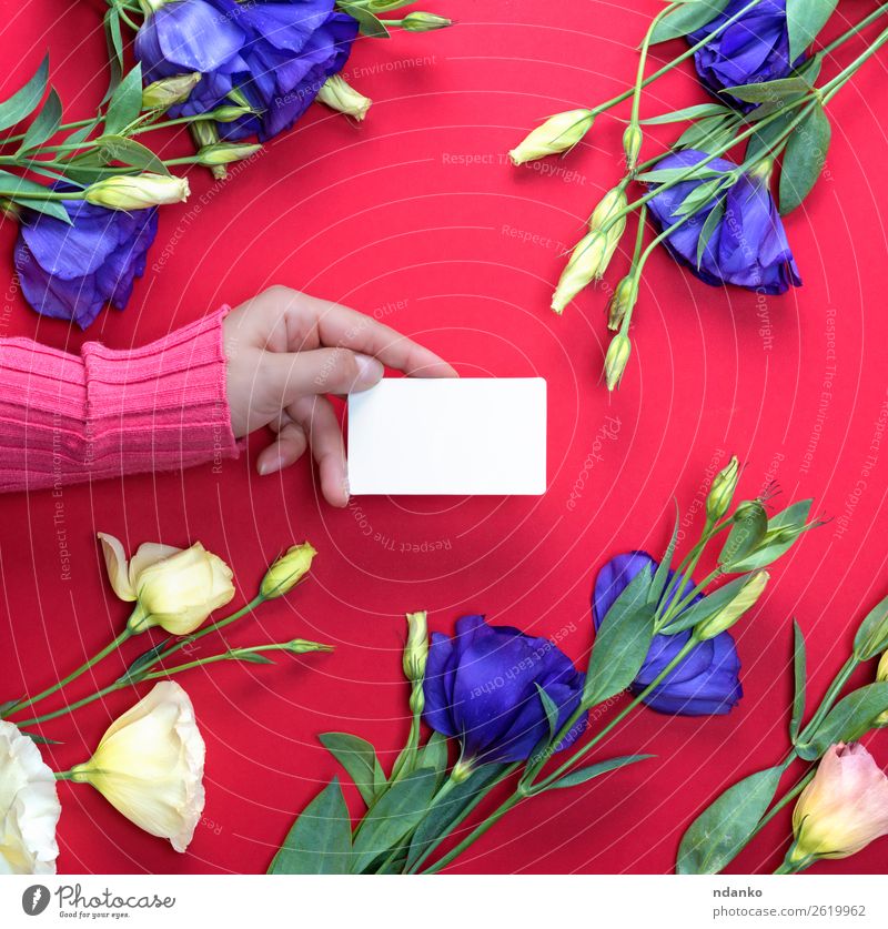 blank white paper business card Design Beautiful Skin Feasts & Celebrations Valentine's Day Mother's Day Business Woman Adults Hand 1 Human being 18 - 30 years