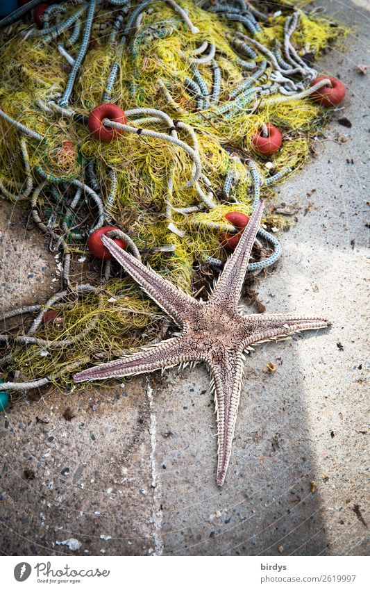 by-catch Work and employment Fishery Wild animal Dead animal Starfish 1 Animal Fishing net Catch Lie To dry up Authentic Maritime Responsibility Truth Death