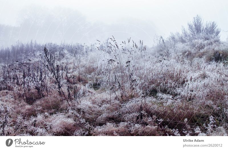 winter Wallpaper Christmas & Advent Nature Landscape Plant Winter Fog Ice Frost Wild plant Meadow Field Bog Marsh Freeze Faded Cold Brown White Loneliness