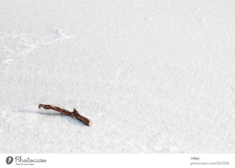 stock photography Environment Winter Climate Ice Frost Snow Stick Branch Deserted Lie Cold Gloomy Brown White Emotions Moody Pure Calm Change Far-off places 1