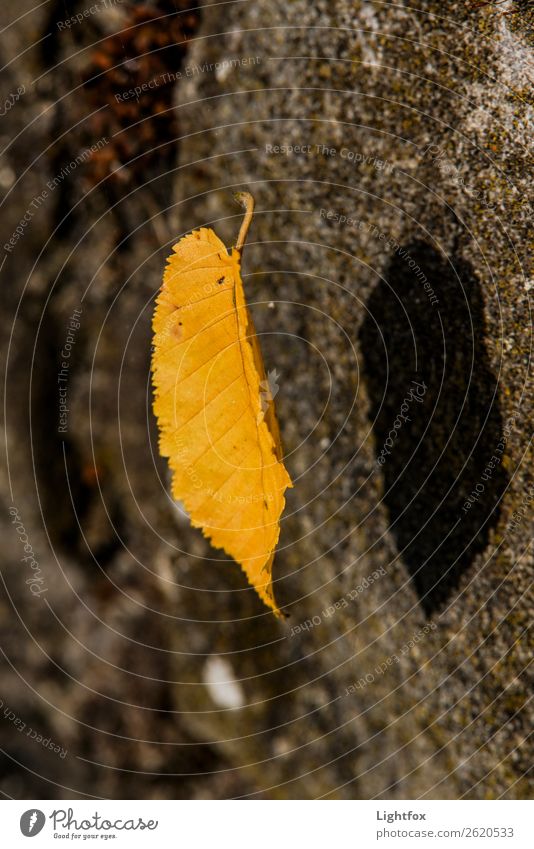 Leaf Me Alone Harmonious Contentment Relaxation Calm Meditation Trip Pilot Closing time Ballet Environment Nature Plant Elements Autumn Climate Climate change