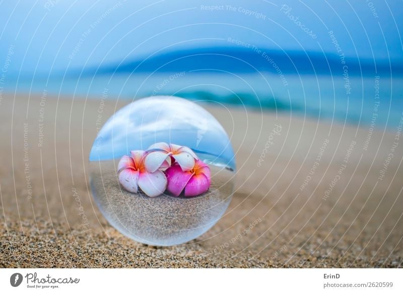 Bright Tropical Flowers in Glass Ball Reflection on Sandy Beach Beautiful Vacation & Travel Tourism Ocean Island Nature Landscape Coast Sphere Globe Exceptional