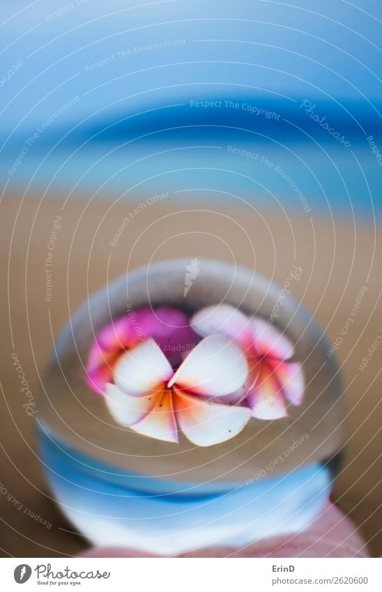 Tropical Island Colors with Flowers in Glass Ball Reflection Beautiful Vacation & Travel Tourism Beach Ocean Nature Landscape Sand Coast Sphere Globe