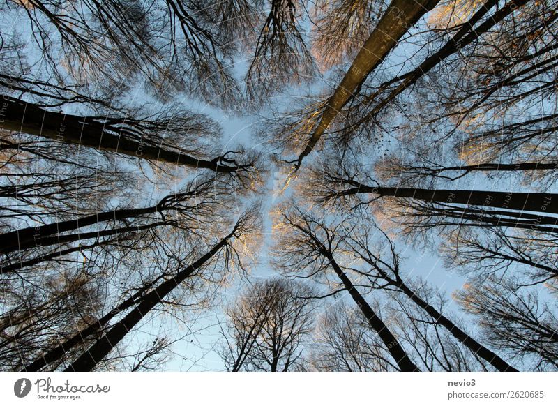 Bald treetops in the winter forest Autumn Winter Tree Forest Tall Treetop Bleak Branch Twigs and branches Deciduous tree Seasons Change Empty Clearing Upward