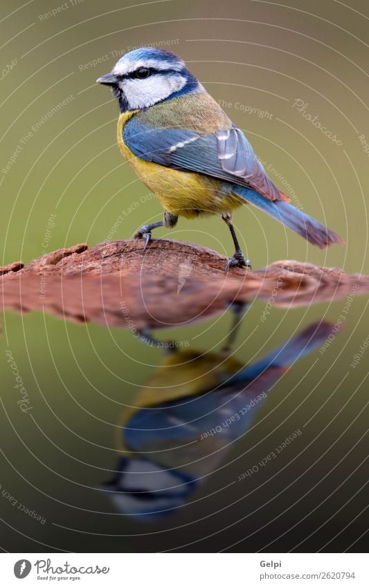 Nice tit with blue head Beautiful Life Winter Garden Mirror Nature Animal Wild animal Bird Small Blue Yellow Green White wildlife Beak songbird branch Feather