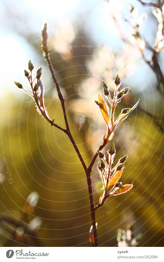 Anticipation :) Nature Plant Beautiful weather Tree Bushes Blossom Bright Bud Blossoming Bright Colours Gold Spring Life Fresh Propagation Growth Make green