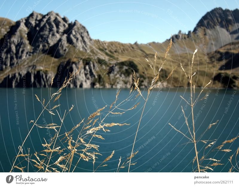 seaweed Environment Nature Landscape Plant Elements Water Sky Cloudless sky Autumn Beautiful weather Bushes Wild plant Rock Alps Mountain Lünersee