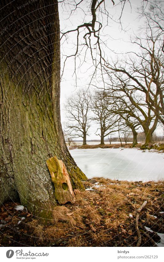 Oaks at the pond Nature Plant Winter Ice Frost Tree Park Pond Authentic Natural Idyll Tree trunk Partially visible Oak tree Frozen surface Branch