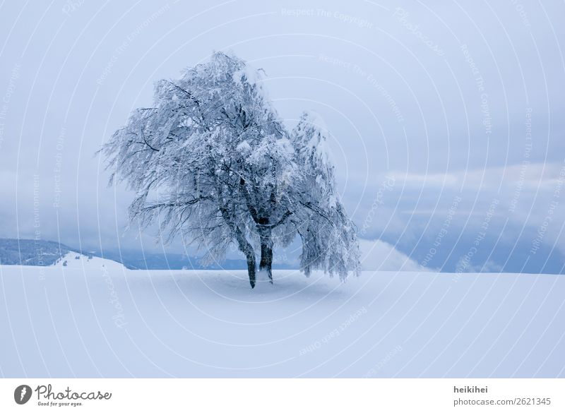 Lonely snowy tree in the evening light Beech tree White Winter Snow Nature Tree Cold Deserted Exterior shot Frost Ice Colour photo Landscape Day Environment