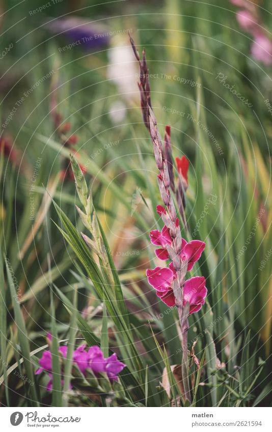 gladiolas Plant Autumn Leaf Blossom Agricultural crop Field Deserted Blossoming Yellow Green Violet Pink Red White Gladiola Colour photo Exterior shot