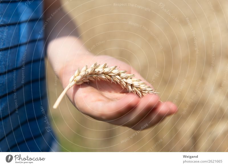 wheat collector Thanksgiving Kindergarten Child Girl Boy (child) 1 Human being Elements Earth Summer Autumn Discover Wheat Harvest Mature Grain Ear of corn