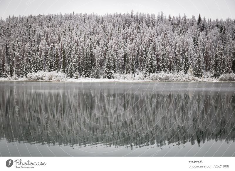 colder Nature Landscape Plant Winter conifers Fir tree Spruce Forest Lakeside Cold White Calm Climate Symmetry Vacation & Travel Canada Winter forest Snowscape