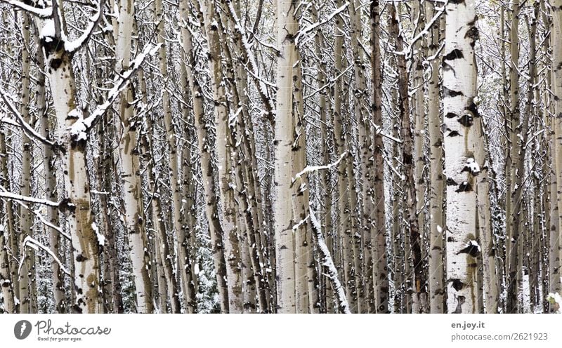 forest density Nature Landscape Plant Winter Tree Tree trunk Aspen Tree bark Forest Cold White Climate Sustainability Network Teamwork Environmental protection