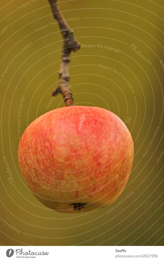 an apple to bite on Apple fruit Fruit Organic fruit organic Apple harvest fruit harvest Garden fruit Pomacious fruits from our own garden Diet foods