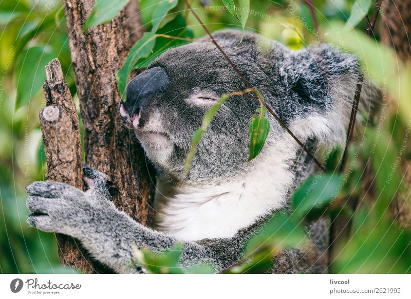 koala sleeping Vacation & Travel Trip Adventure Family & Relations Group Nature Animal Tree Forest 1 Sleep Friendliness Cute Gray Emotions Love of animals