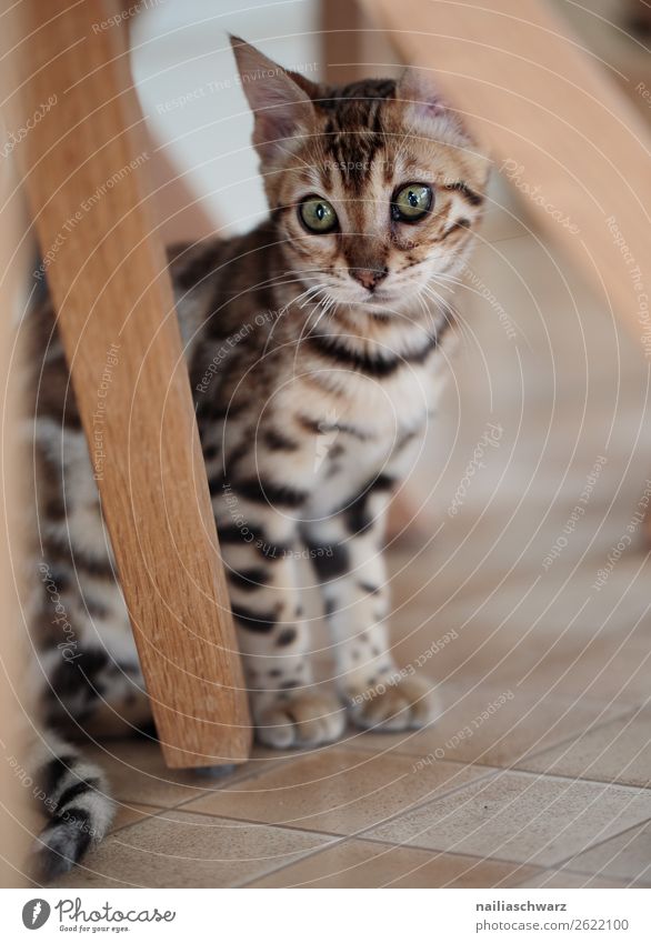 Bengal cat Elegant Flat (apartment) Animal Cat 1 Baby animal Observe Looking Sit Beautiful Natural Curiosity Cute Moody Joy Contentment Sympathy Love