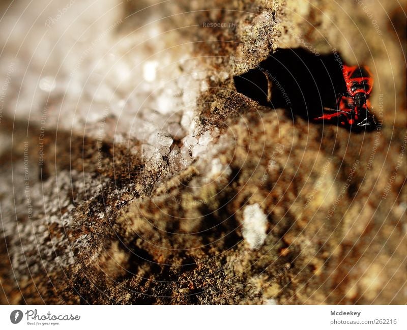 Secure hiding place Environment Nature Park Animal Wild animal Beetle Firebug 3 Group of animals Natural Curiosity Brown Gray Red Black White Stone Crystal Cave