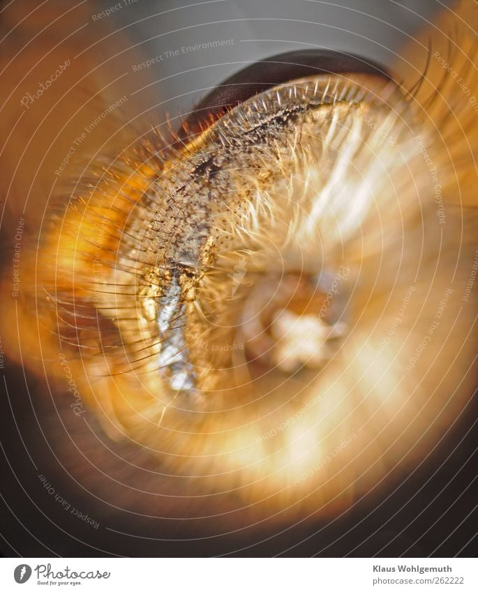 Head of a housefly in 25x magnification from behind. The low partial sharpness makes the details disappear in blur and creates an unreal image like a "mescaline trip".