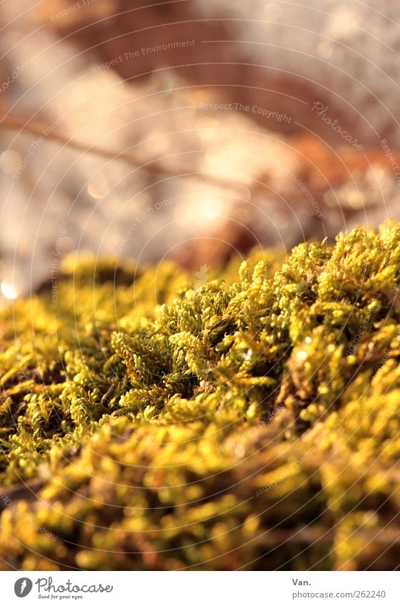 Nothing going on without moss Nature Plant Beautiful weather Moss Foliage plant Fresh Yellow Gold Green Colour photo Multicoloured Exterior shot Close-up Detail