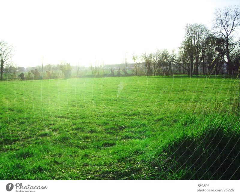 the field is green Green Tree Dazzle Field Sun Contrast