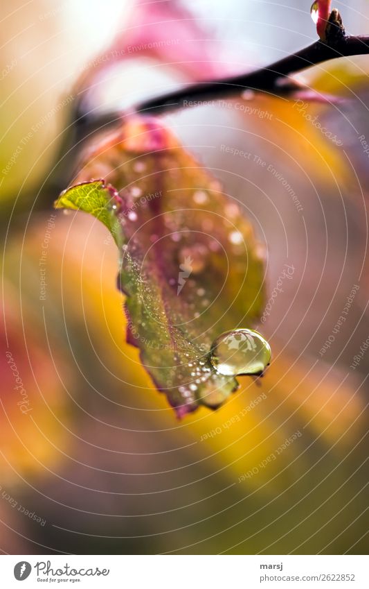 Pearl in autumn Nature Drops of water Autumn Leaf Water Round Small Natural Multicoloured Fresh Refreshment Colour photo Exterior shot Macro (Extreme close-up)